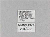 馬尾松枯葉蛾藏品圖，第3張