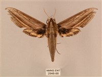 棕綠背線天蛾藏品圖，第1張