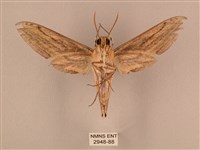 棕綠背線天蛾藏品圖，第2張