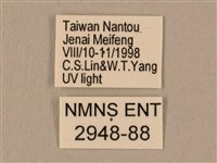 棕綠背線天蛾藏品圖，第3張