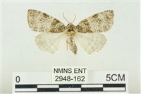 臺灣銀斑異波紋蛾藏品圖，第1張