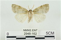 臺灣銀斑異波紋蛾藏品圖，第2張