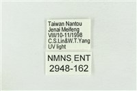 臺灣銀斑異波紋蛾藏品圖，第3張