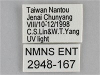 褐點仿眉刺蛾藏品圖，第3張