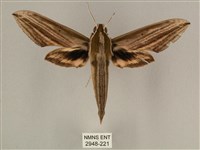 棕綠背線天蛾藏品圖，第1張