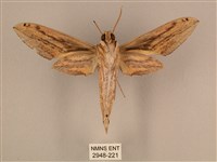 棕綠背線天蛾藏品圖，第2張