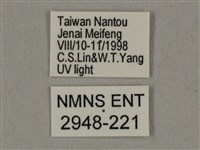 棕綠背線天蛾藏品圖，第3張