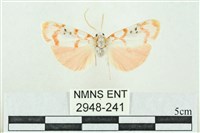 臺雪苔蛾藏品圖，第1張