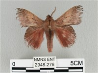 埔里雙線枯葉蛾藏品圖，第1張