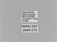 埔里雙線枯葉蛾藏品圖，第3張