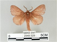 馬尾松枯葉蛾藏品圖，第1張