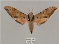 廣東鷹翅天蛾藏品圖，第1張