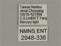 廣東鷹翅天蛾藏品圖，第3張