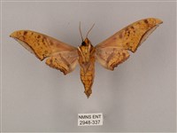 裂斑鷹翅天蛾藏品圖，第2張