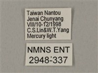 裂斑鷹翅天蛾藏品圖，第3張