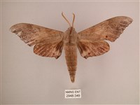 直翅六點天蛾藏品圖，第1張