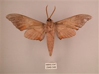 直翅六點天蛾藏品圖，第2張