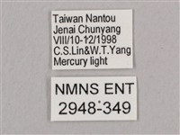 直翅六點天蛾藏品圖，第3張