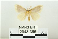 黑翅黃毒蛾藏品圖，第2張