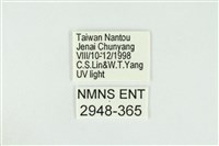 黑翅黃毒蛾藏品圖，第3張