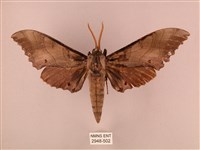 栗六點天蛾藏品圖，第1張