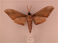 栗六點天蛾藏品圖，第2張