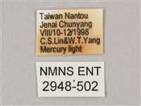 栗六點天蛾藏品圖，第3張