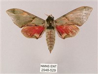 榆綠天蛾藏品圖，第1張