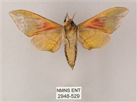 榆綠天蛾藏品圖，第2張