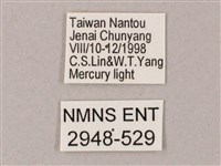 榆綠天蛾藏品圖，第3張