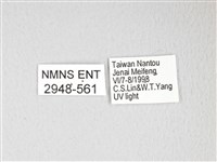 黃豹天蠶蛾藏品圖，第3張