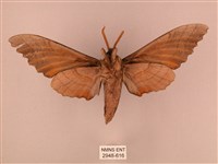 栗六點天蛾藏品圖，第2張