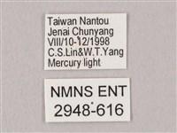 栗六點天蛾藏品圖，第3張