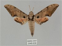 廣東鷹翅天蛾藏品圖，第1張