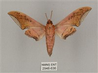 廣東鷹翅天蛾藏品圖，第2張