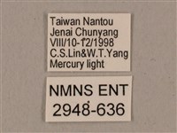 廣東鷹翅天蛾藏品圖，第3張