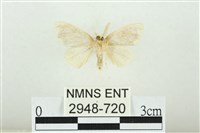 黑翅黃毒蛾藏品圖，第2張