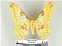 黃豹天蠶蛾藏品圖，第1張