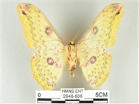 黃豹天蠶蛾藏品圖，第2張