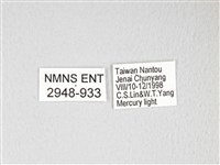 黃豹天蠶蛾藏品圖，第3張