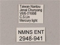 藏斜紋天蛾藏品圖，第3張