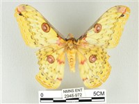 黃豹天蠶蛾藏品圖，第1張