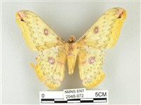 黃豹天蠶蛾藏品圖，第2張