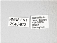 黃豹天蠶蛾藏品圖，第3張