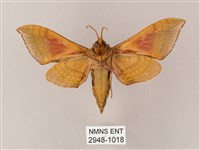 榆綠天蛾藏品圖，第2張