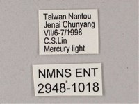 榆綠天蛾藏品圖，第3張