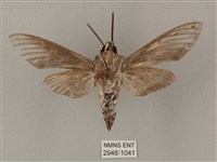 蝦殼天蛾藏品圖，第2張