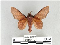 鋸緣枯葉蛾藏品圖，第1張