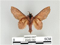 鋸緣枯葉蛾藏品圖，第2張