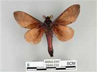 大褐斑枯葉蛾藏品圖，第2張